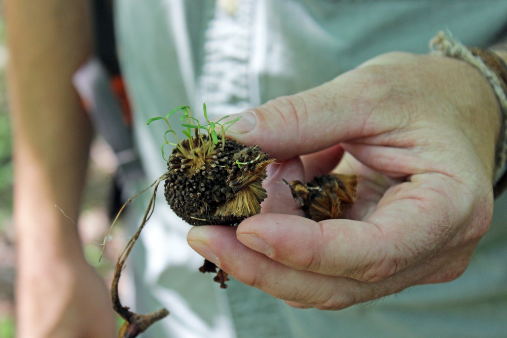 Army Corps conducts avian and herp surveys at Adelphi Lab