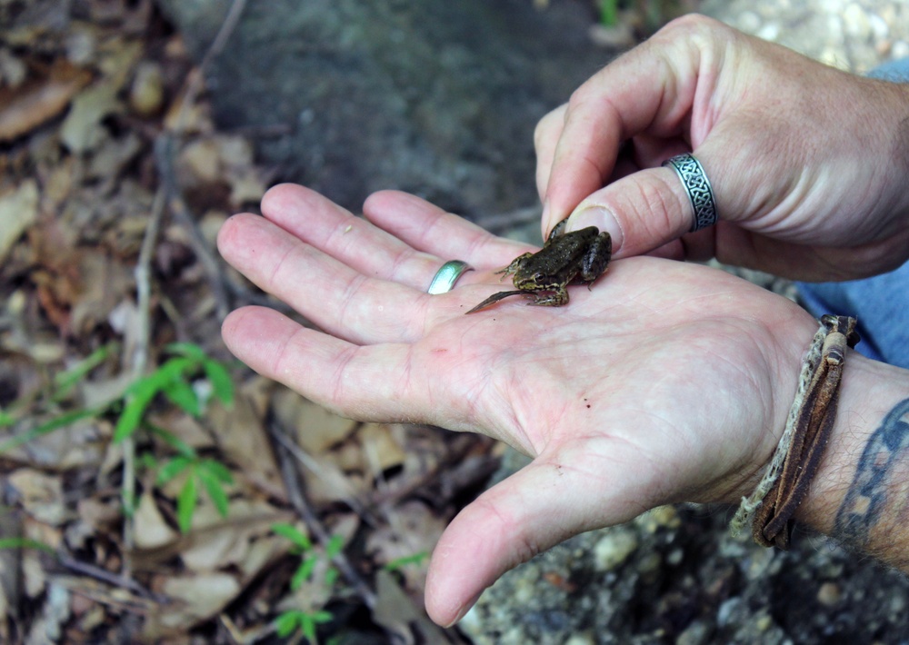 Army Corps conducts avian and herp surveys at Adelphi Lab