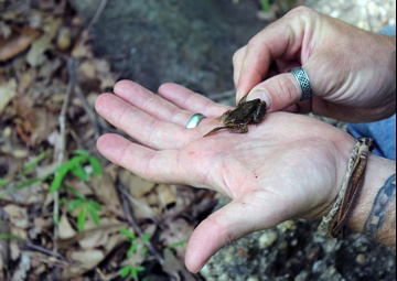 Army Corps conducts avian and herp surveys at Adelphi Lab