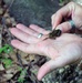 Army Corps conducts avian and herp surveys at Adelphi Lab