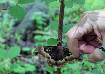 Army Corps conducts avian and herp surveys at Adelphi Lab
