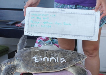 Sea Turtle Equipped with U.S. Navy-funded Satellite Tag
