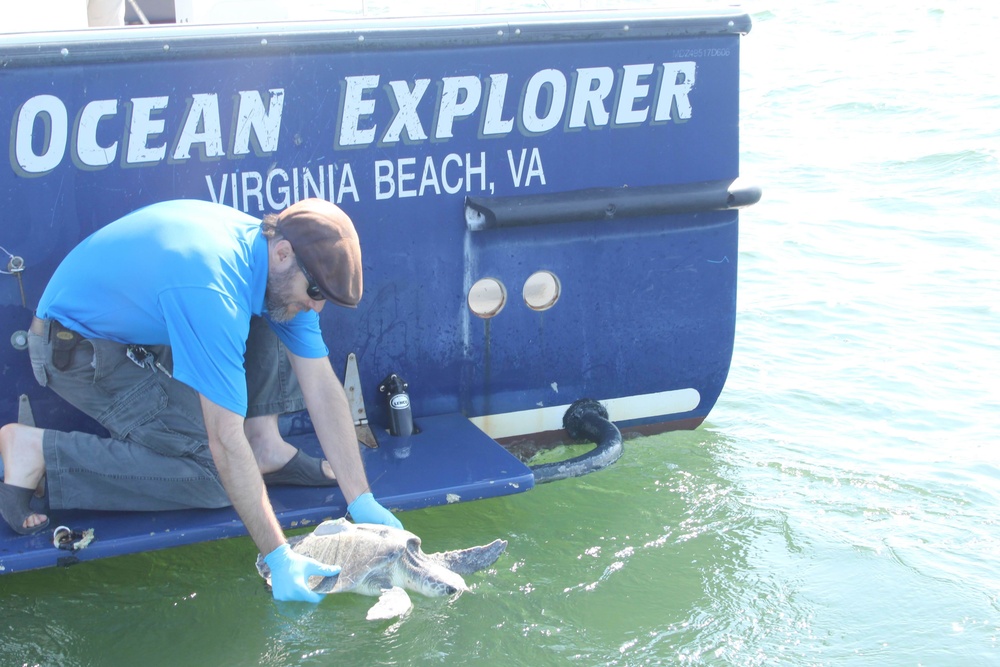 Sea Turtle Equipped with U.S. Navy-funded Satellite Tag