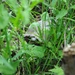 Chasing turtles: Fort Drum wildlife biologist investigating wood turtle populations on post