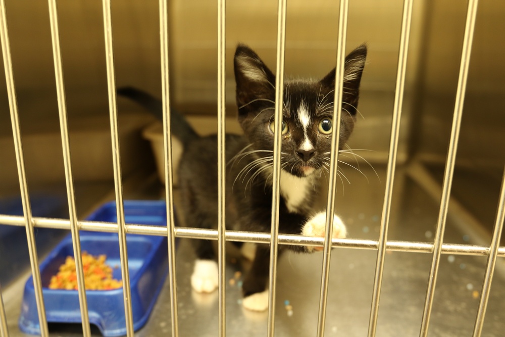Fort Stewart vet clinic houses adoptable strays