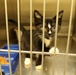Fort Stewart vet clinic houses adoptable strays