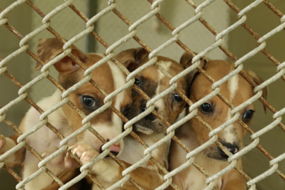 Fort Stewart vet clinic houses adoptable strays