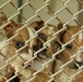 Fort Stewart vet clinic houses adoptable strays