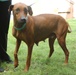 Fort Stewart vet clinic houses adoptable strays