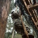 U.S. Army Pacific 2018 Best Warrior Competition