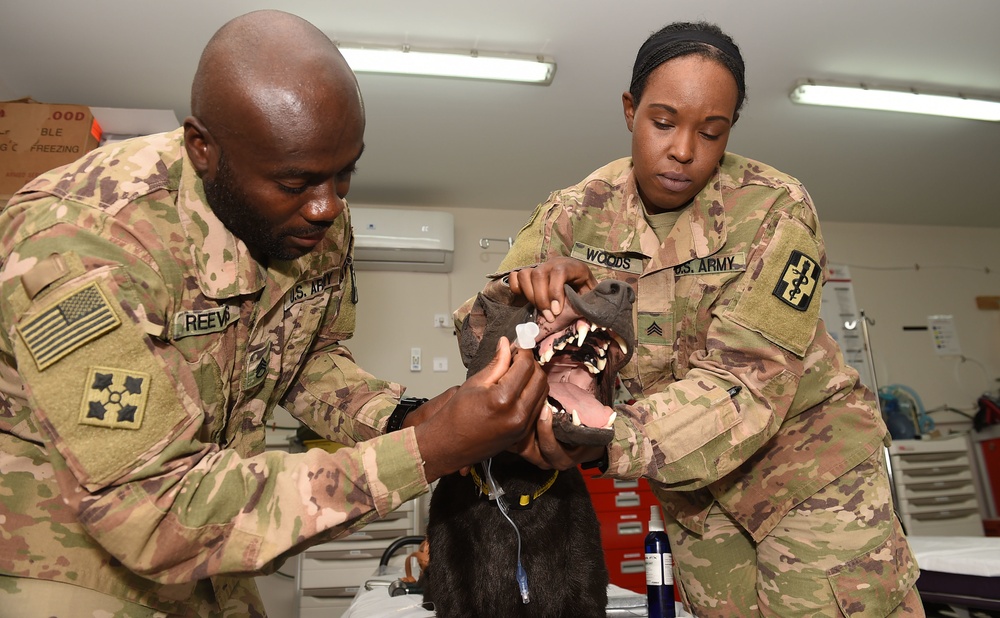 U.S. Navy medics learn lifesaving veterinary skills
