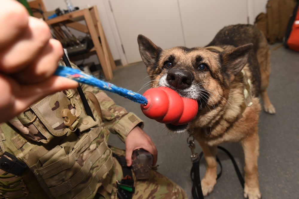 U.S. Navy medics learn lifesaving veterinary skills