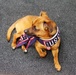 Puppy playtime at USO Wisconsin at Fort McCoy