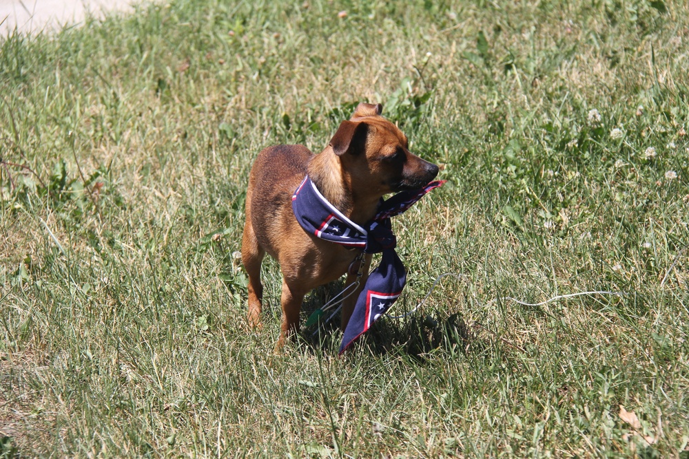 Puppy playtime at USO Wisconsin at Fort McCoy