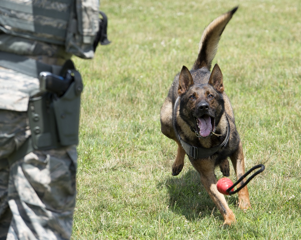 Meet MWD Kerry, the 88th Security Forces Squadron newest K9 recruit