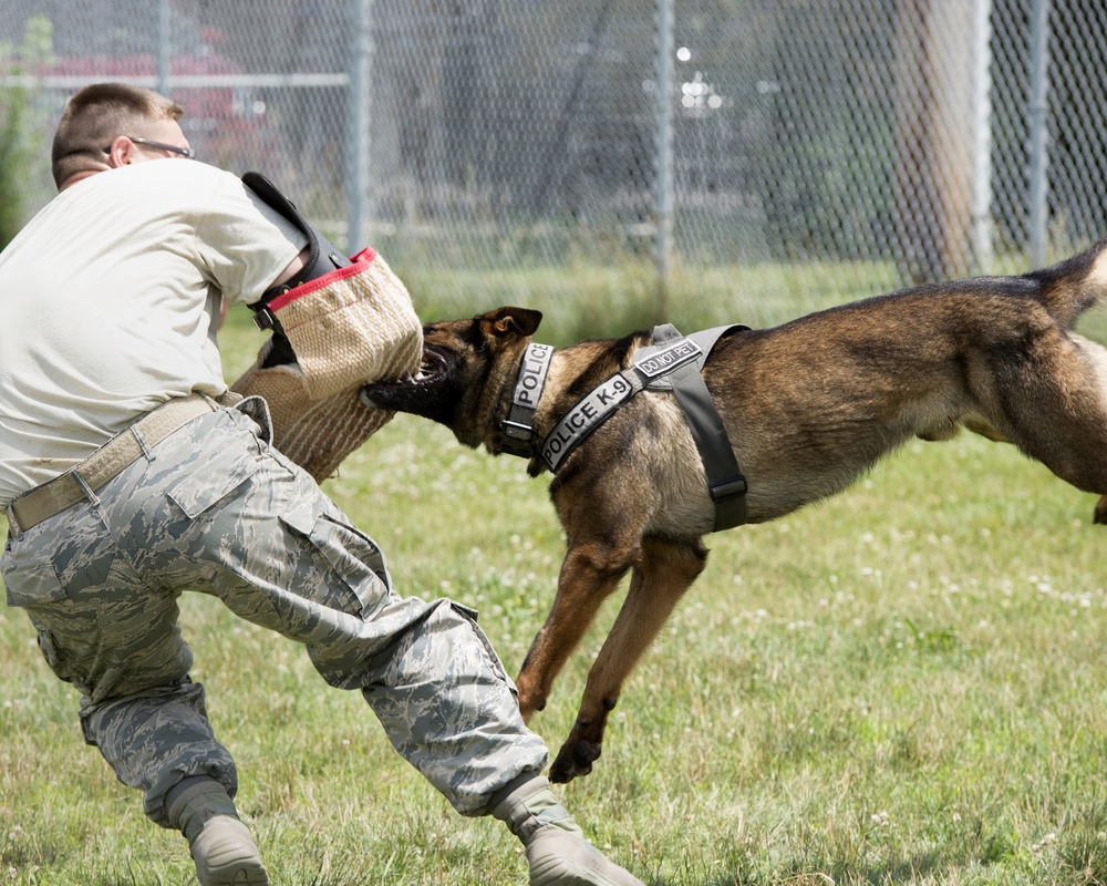 Meet MWD Kerry, the 88th Security Forces Squadron newest K9 recruit