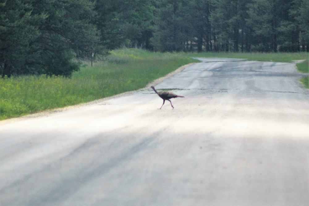 Fort McCoy wildlife