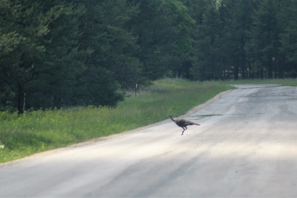 Fort McCoy wildlife