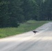 Fort McCoy wildlife