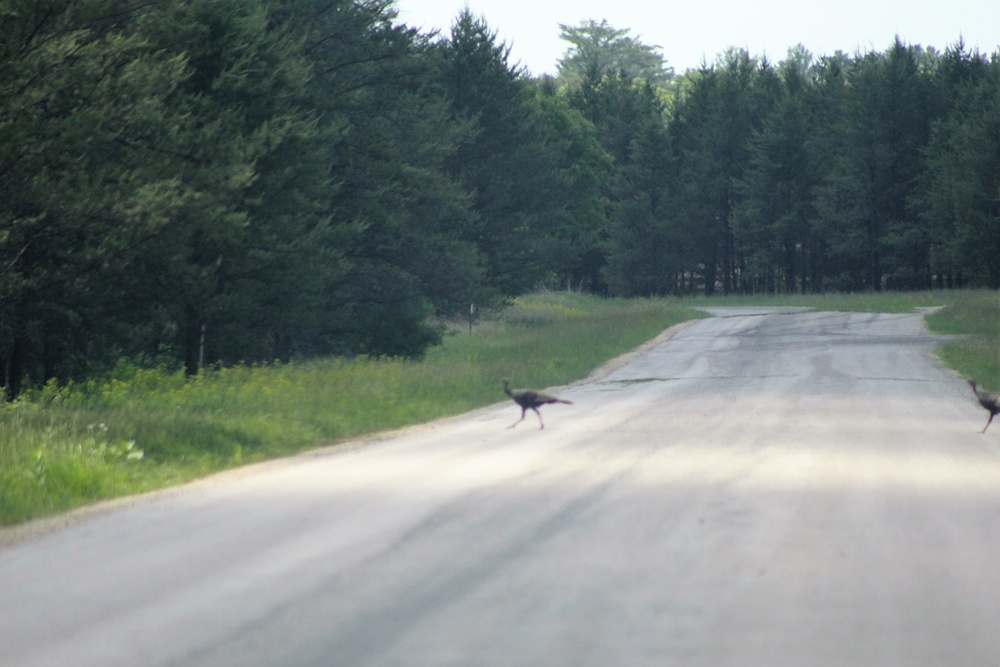 Fort McCoy wildlife