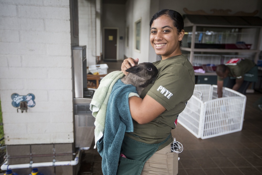 MCBH SMSP volunteer at Hawaiian Humane Society