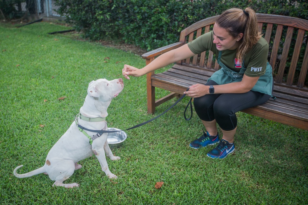 MCBH SMSP volunteer at Hawaiian Humane Society