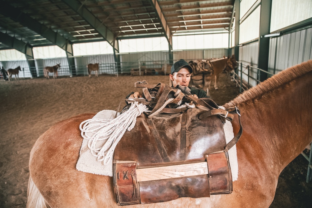 SOF Horsemanship Course