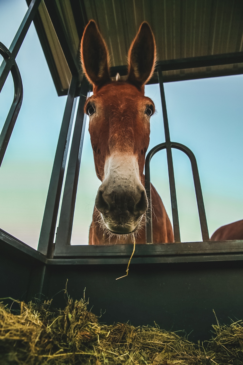 SOF Horsemanship Course