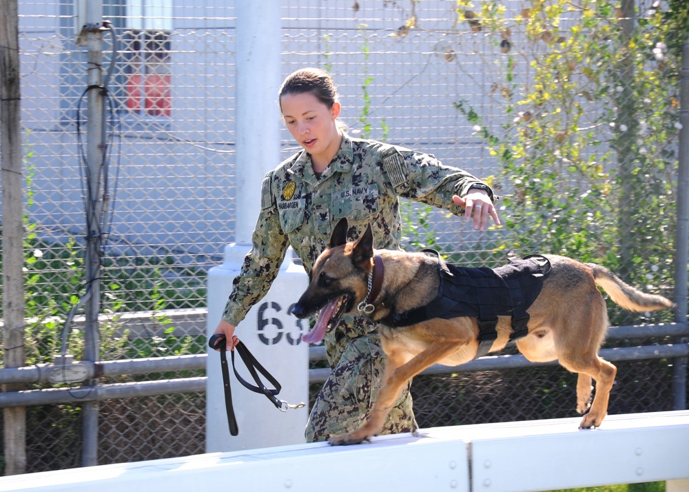 Military Working Dogs at NSA Naples