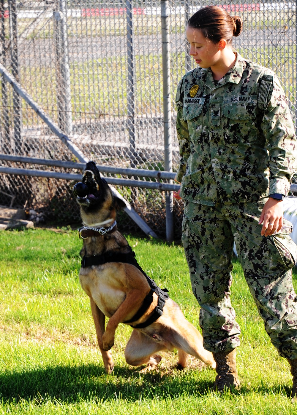 Military Working Dogs at NSA Naples
