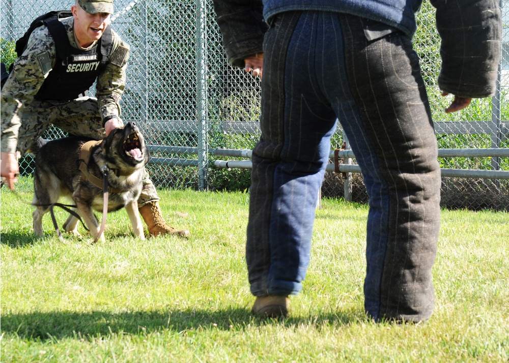 Military Working Dogs at NSA Naples