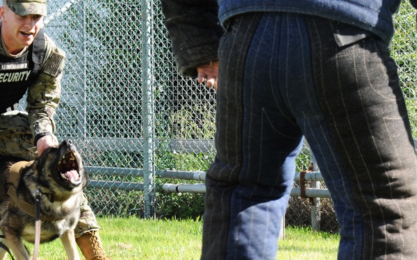 Military Working Dogs at NSA Naples