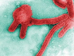 Bat Detectives: Solving the Marburg Myster