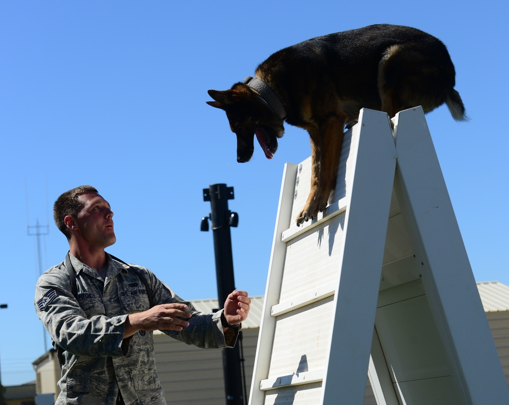 Train like you fight: Recce MWDs receive new training area