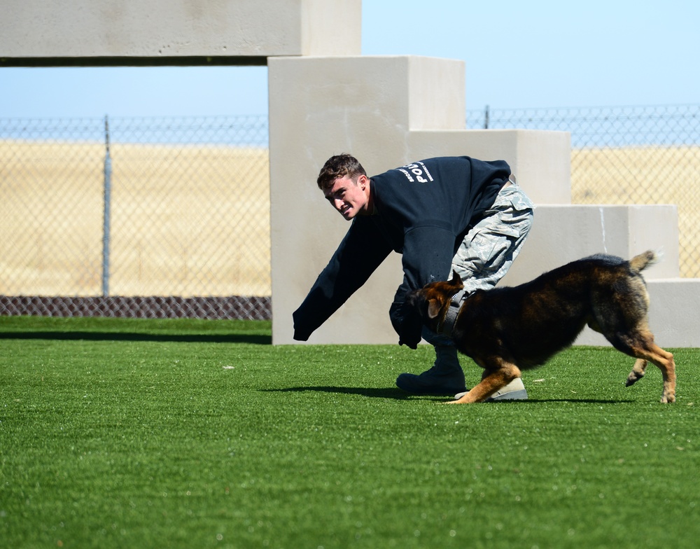 Train like you fight: Recce MWDs receive new training area
