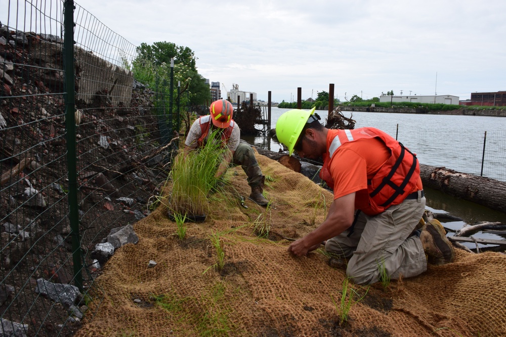 USACE Buffalo District contractors planting native species along Buffalo River