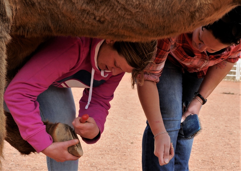 Reservist helps treat PTSD with horses