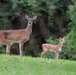 YOUR ENVIRONMENT: Do not touch or remove fawns from habitat