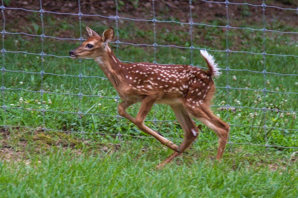 YOUR ENVIRONMENT: Do not touch or remove fawns from habitat