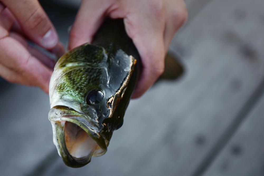 Rod ’n’ reel: base lakes open to fishing