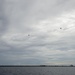 EOD Conducts Static Line Jumps