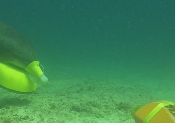 U.S. Navy Marine Mammal Program Performs Mine Clearance Operations During RIMPAC SOCAL 2018