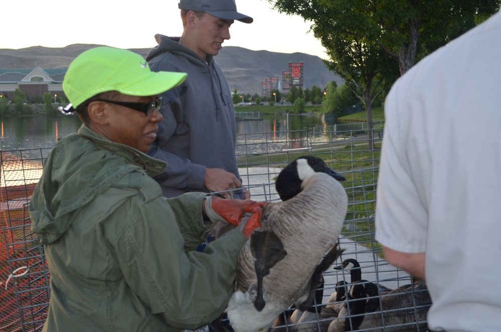 High Rollers help out with the 33rd Annual Canada Goose Round-Up