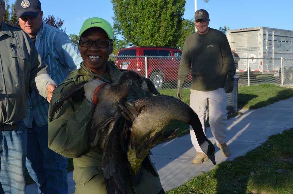 High Rollers help out with the 33rd Annual Canada Goose Round-Up