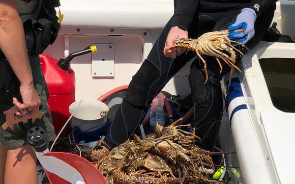 Coast Guard and FWC seize egg-bearing lobsters in Fort Lauderdale