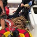 Coast Guard and FWC seize egg-bearing lobsters in Fort Lauderdale