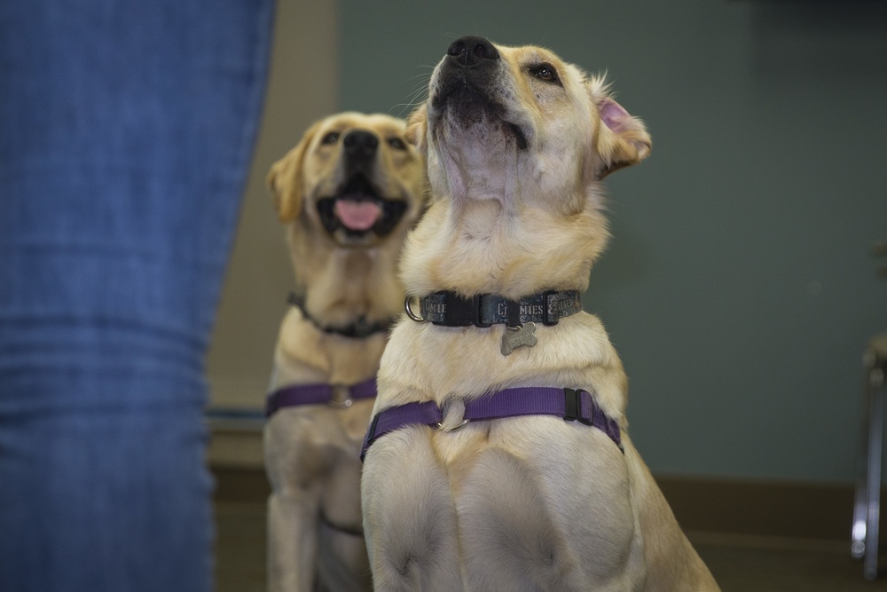 Pups for warriors: Marines with Wounded Warrior Battalion help train service dogs