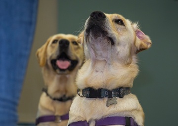 Pups for warriors: Marines with Wounded Warrior Battalion help train service dogs