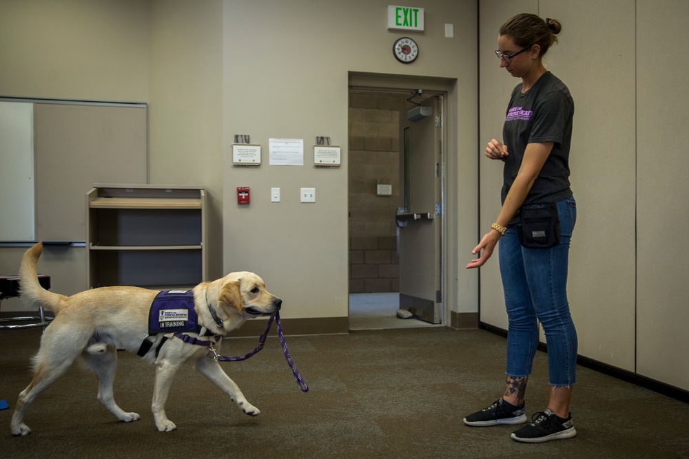 Pups for warriors: Marines with Wounded Warrior Battalion help train service dogs