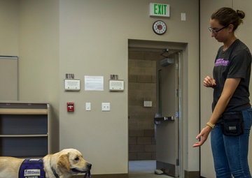 Pups for warriors: Marines with Wounded Warrior Battalion help train service dogs